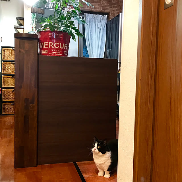 butachanさんの実例写真