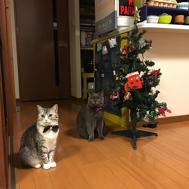 Shojiさんの実例写真