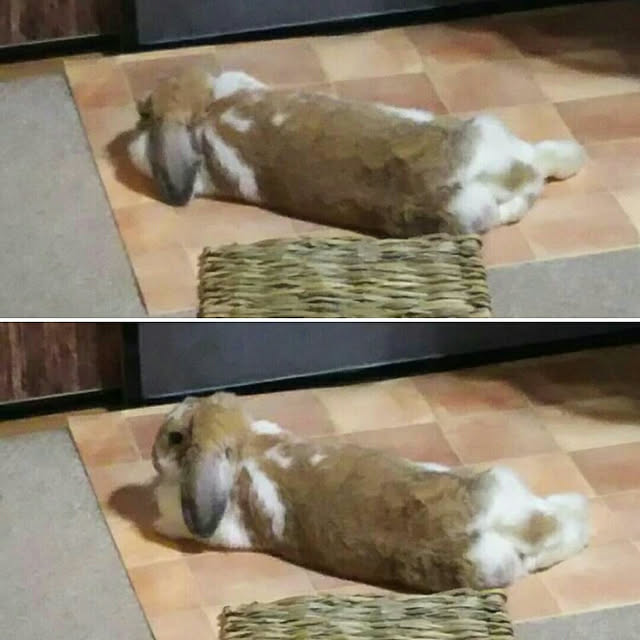 usamamaさんの実例写真