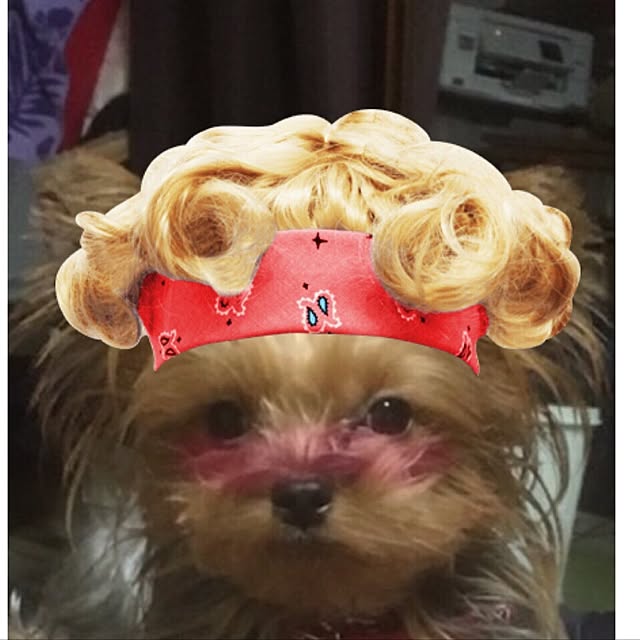 ToshiKoさんの実例写真