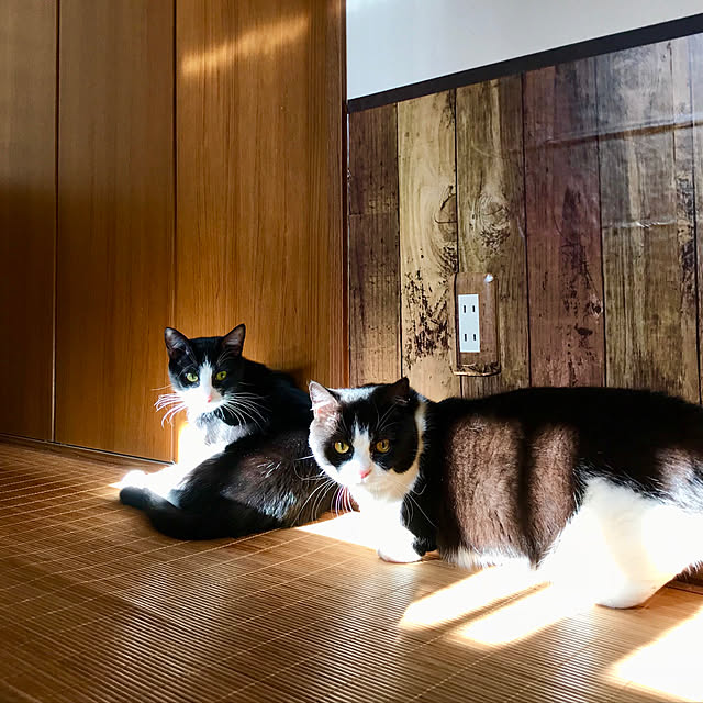 butachanさんの実例写真
