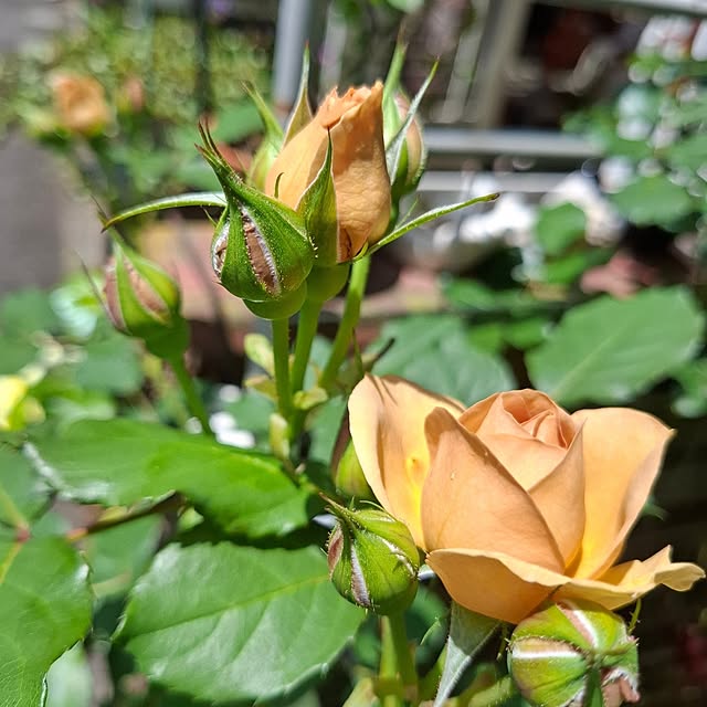 実例写真