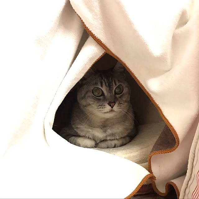 CHIEさんの実例写真
