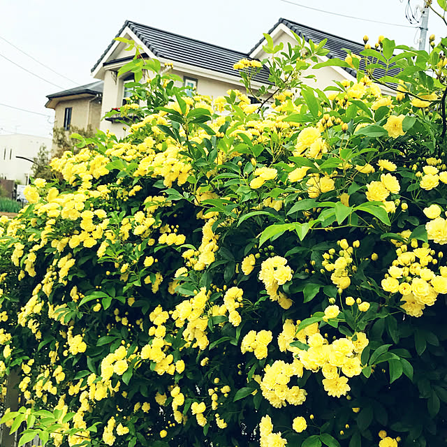 portulacaさんの実例写真