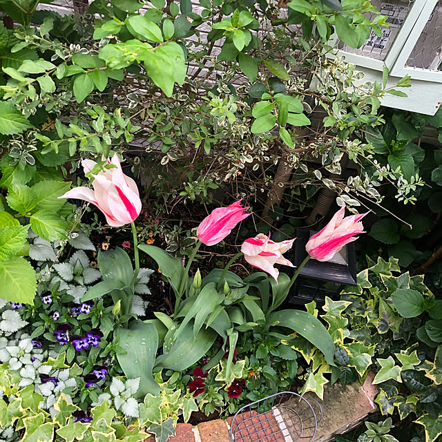 suzyさんの実例写真