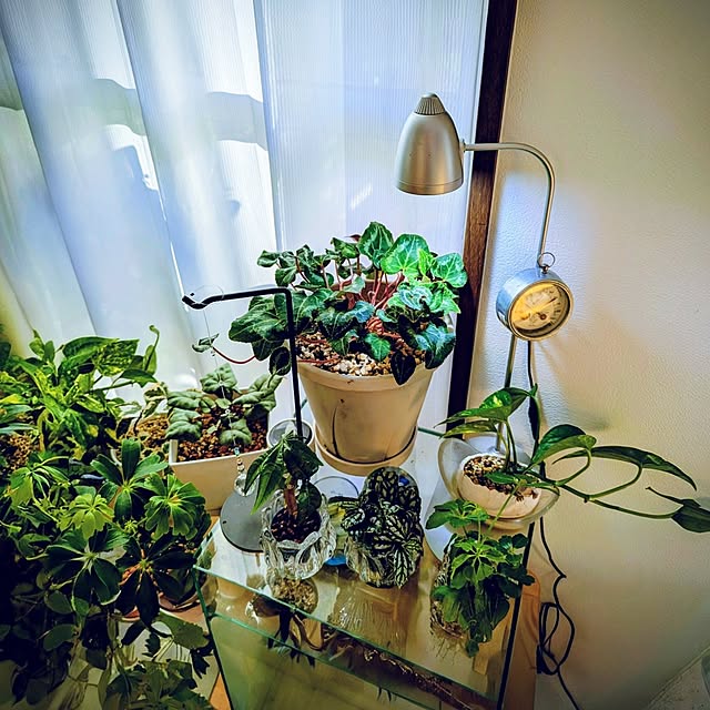 mi-saさんの実例写真