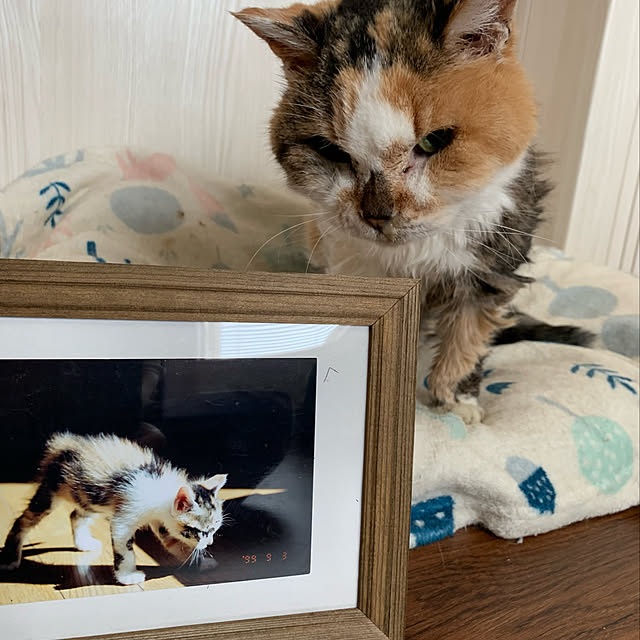 mikeume7さんの実例写真