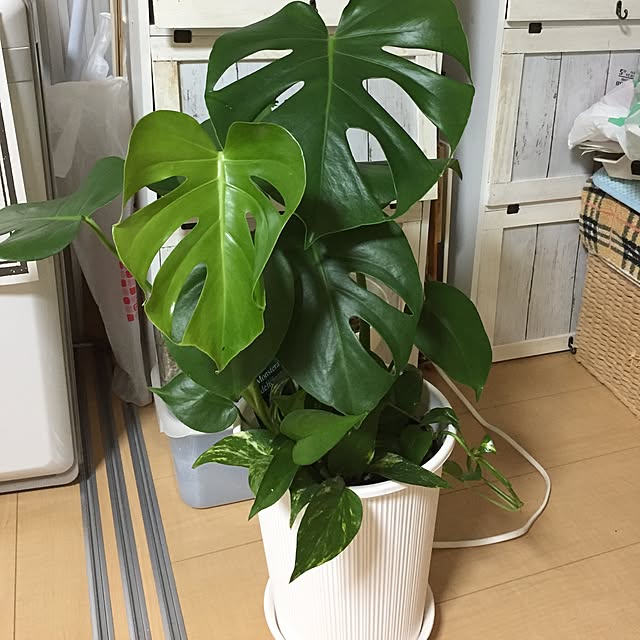 emiさんの実例写真