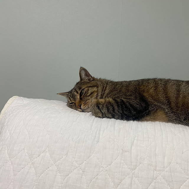 mikomaruさんの実例写真