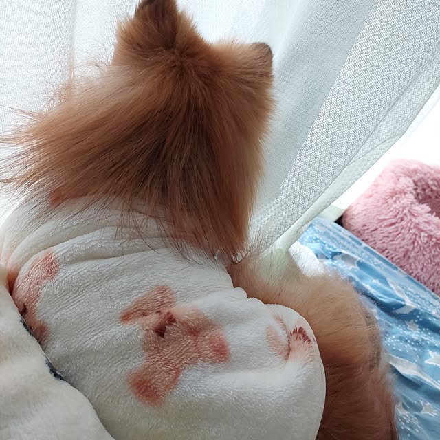 momoさんの実例写真