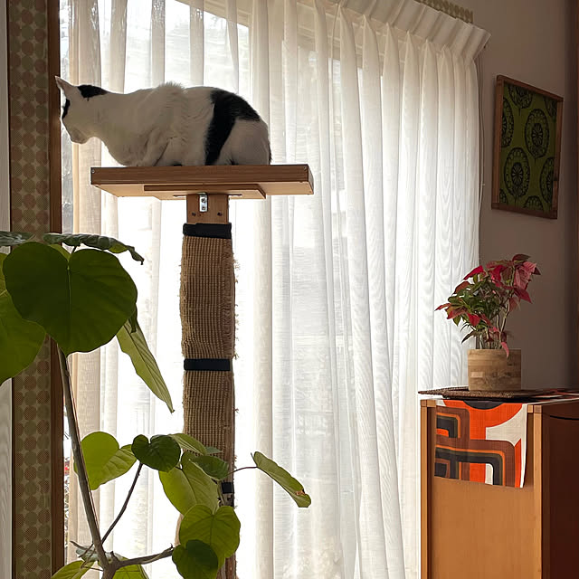 nobikoさんの実例写真