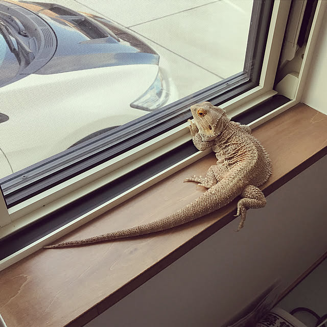 japitonさんの実例写真