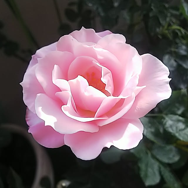 hiromimiさんの実例写真