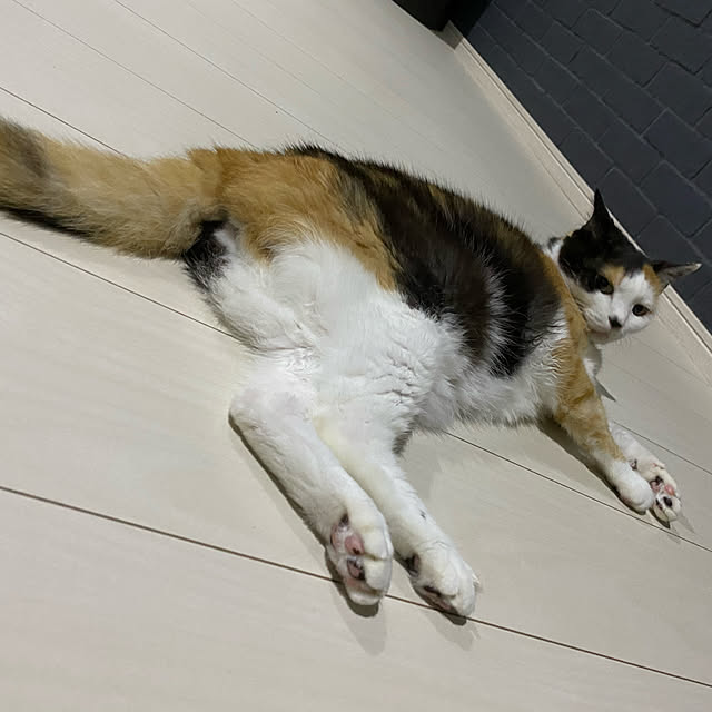 necomuraさんの実例写真