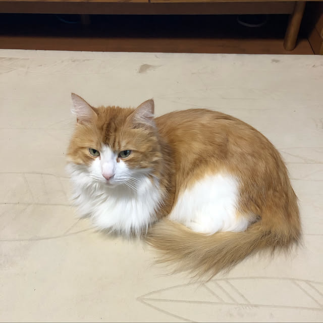 uchidaizuさんの実例写真