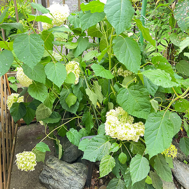 yukarimamaさんの部屋