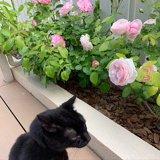 Kaoriさんの実例写真