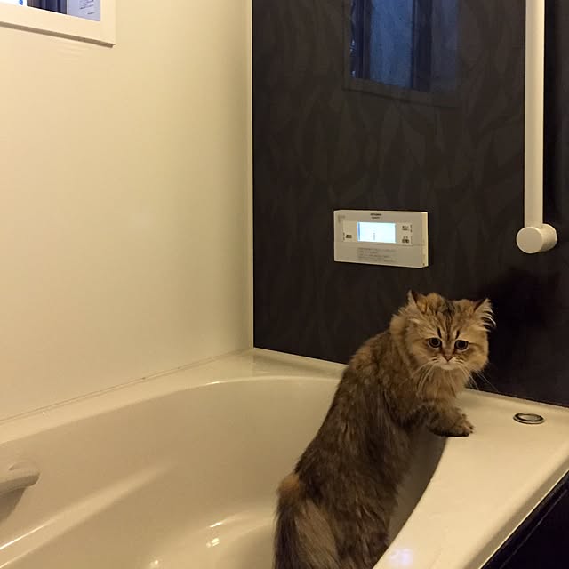 butachanさんの実例写真
