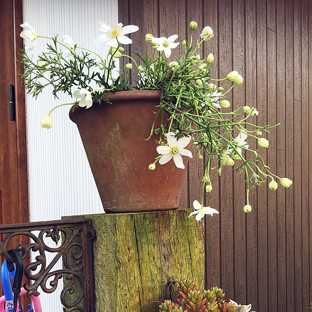Maikoさんの実例写真
