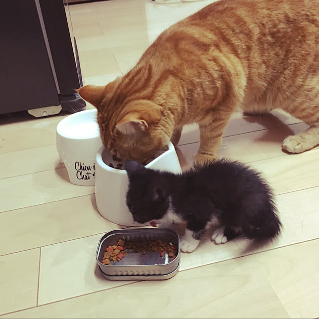 nekoさんの実例写真