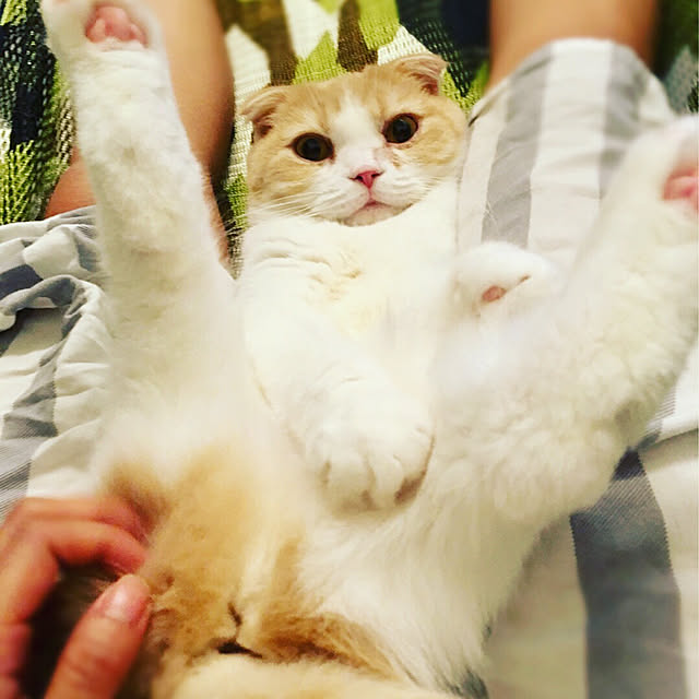 pepperさんの実例写真