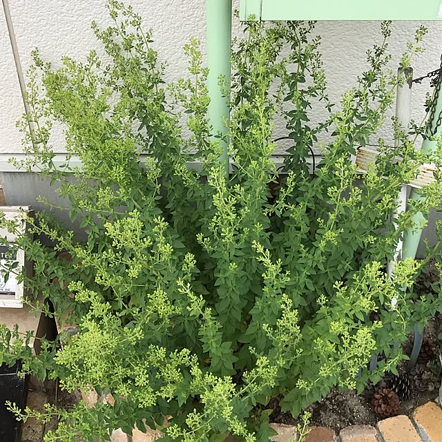 micoさんの実例写真