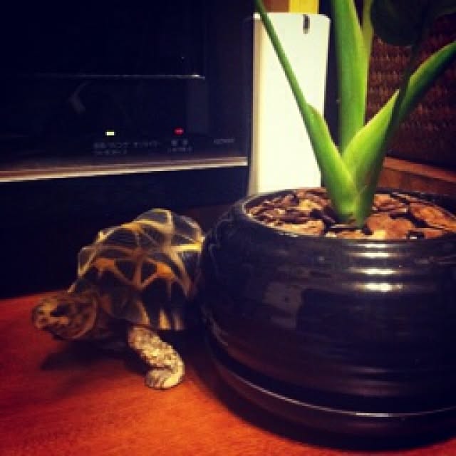 sakuramochiさんの実例写真