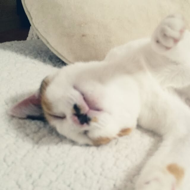chatnoirさんの実例写真