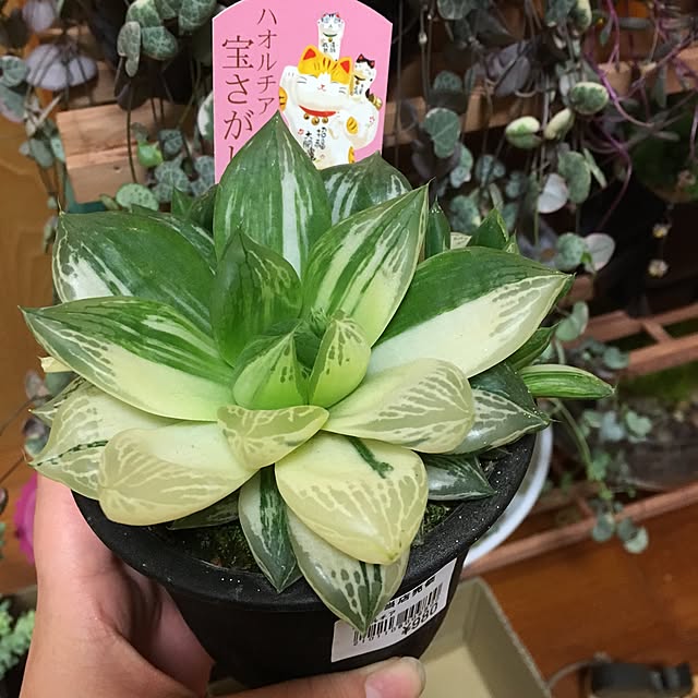 CHIROさんの実例写真