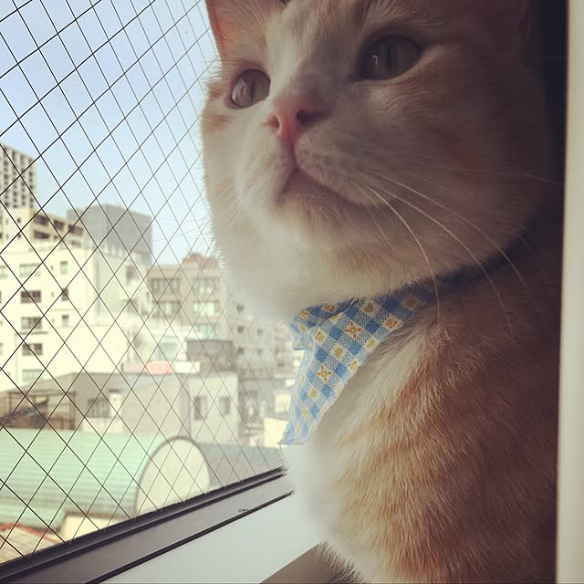 korinkorinさんの実例写真