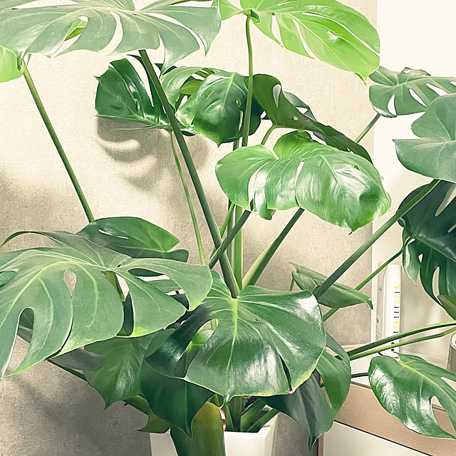 aimaruさんの実例写真