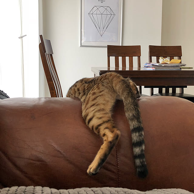 iranさんの実例写真