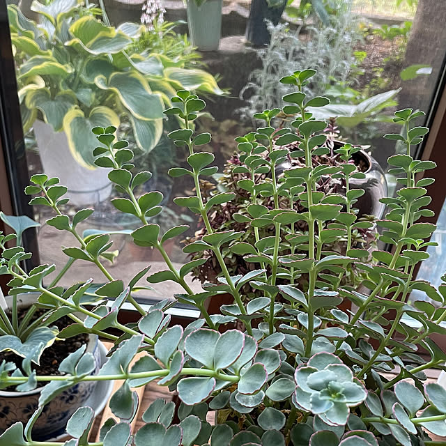 buchiさんの部屋