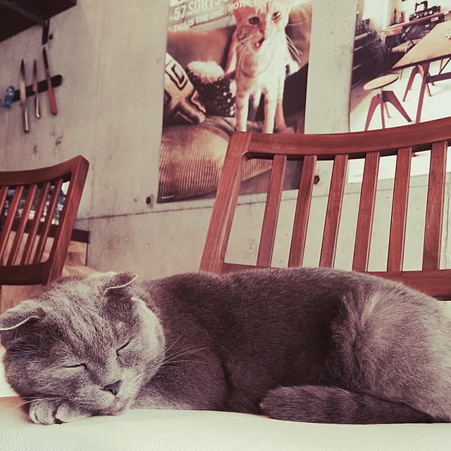 torinokoさんの実例写真