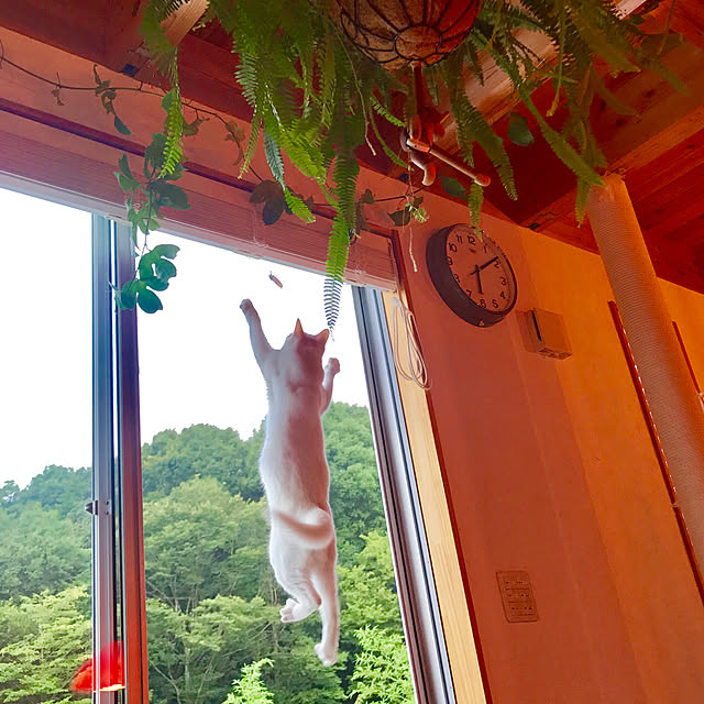 sakurasakuさんの実例写真