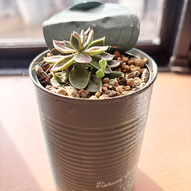 makimamoさんの実例写真