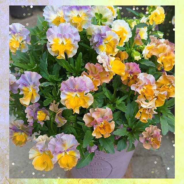 mimi828さんの実例写真
