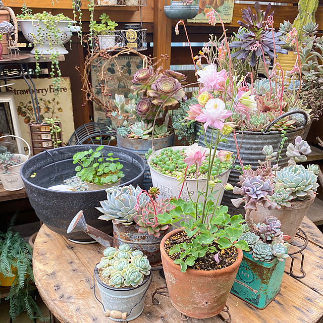 mintteaさんの部屋