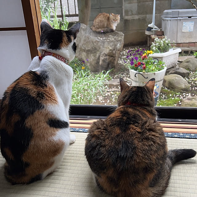 koitanさんの実例写真