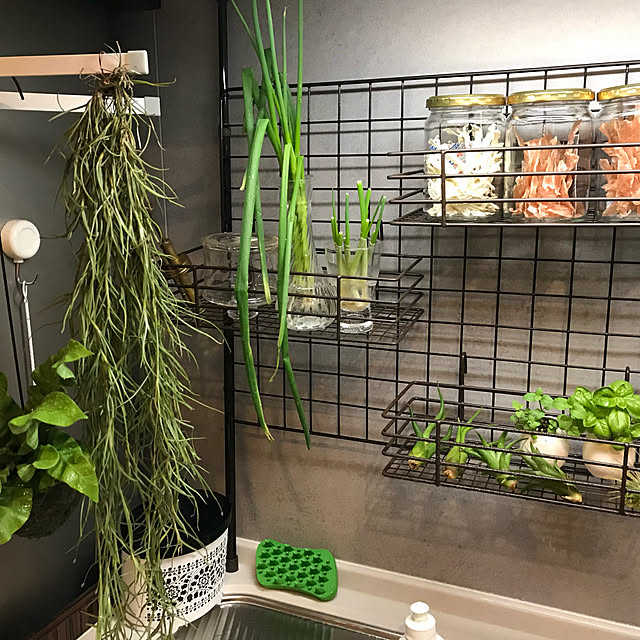 観葉植物/キッチンのインテリア実例 - 2020-08-22 07:55:48