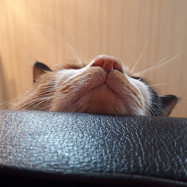 aiさんの実例写真