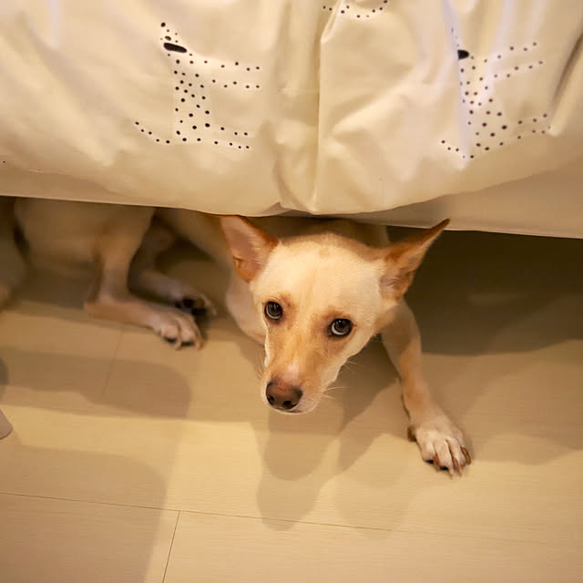 maruさんの実例写真