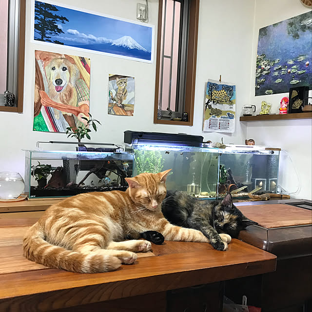 tornadeさんの実例写真