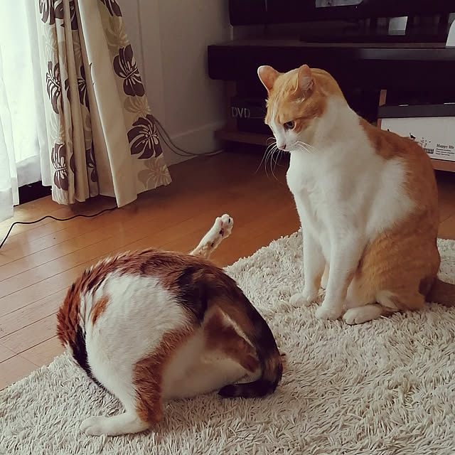 Kinanさんの実例写真