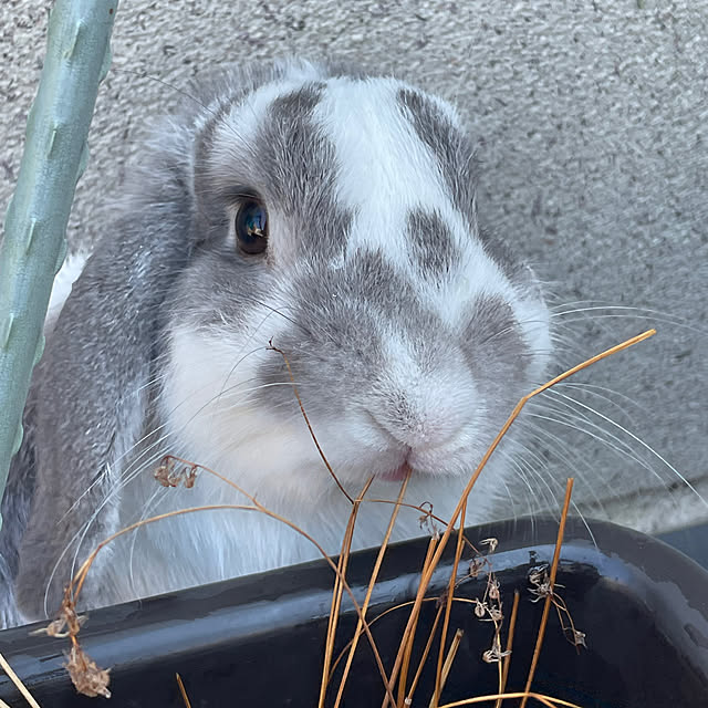 Misaさんの部屋