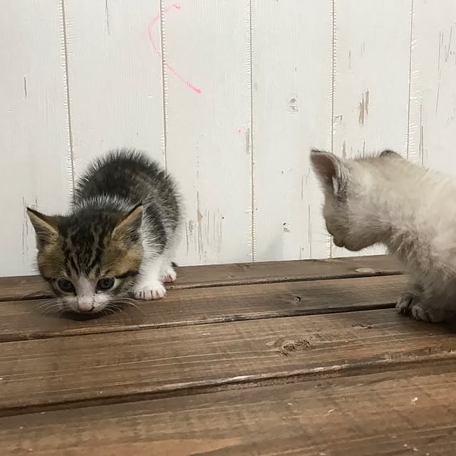 pepeさんの実例写真