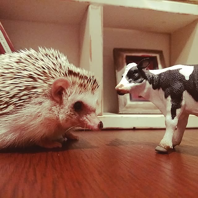 kuruさんの実例写真
