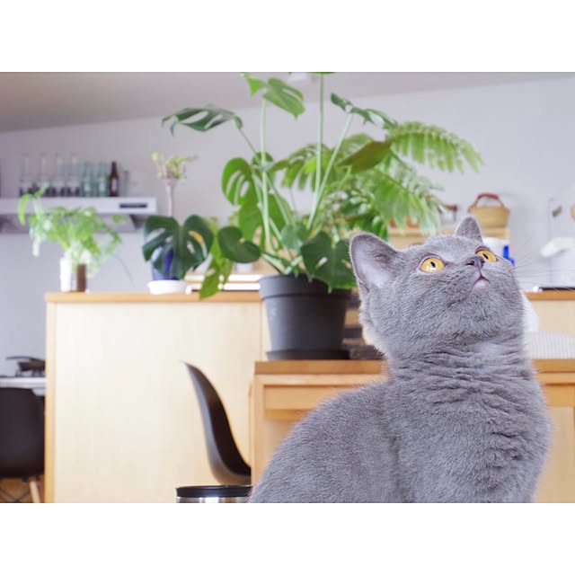 agtpd8462さんの実例写真