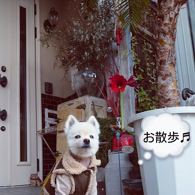 akaidarumaさんの部屋