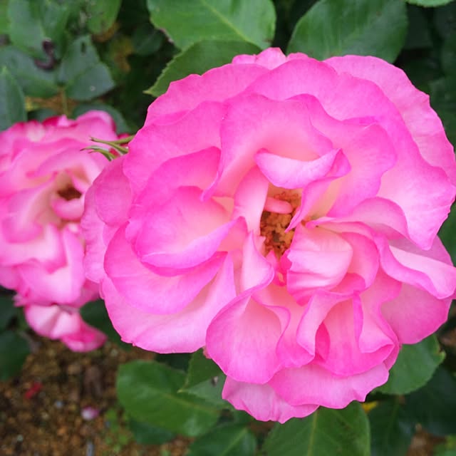 HappyRoseさんの実例写真